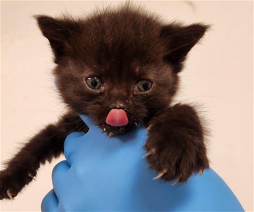 picture of the cat needing adoption