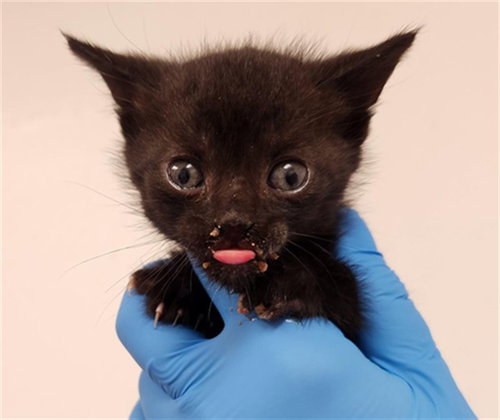 picture of the cat needing adoption
