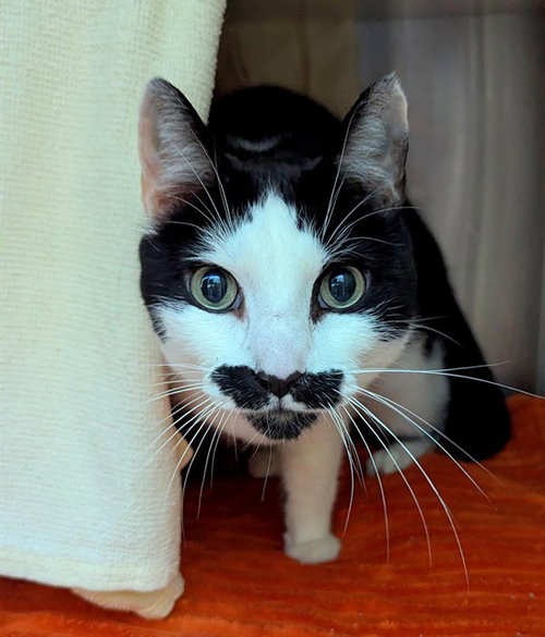 picture of the cat needing adoption