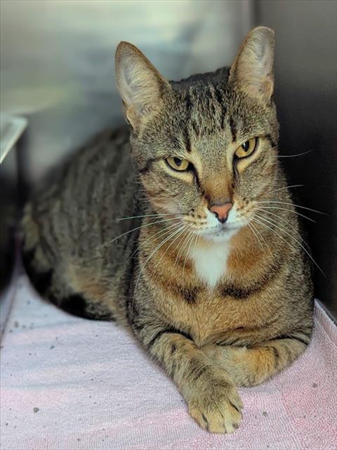 TIGER, Adult Domestic Short Hair (medium coat), cat for adoption in Miami Beach, Florida
