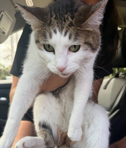 picture of the cat needing adoption
