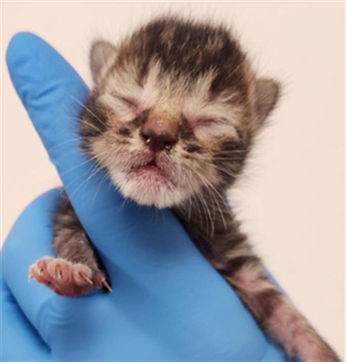 picture of the cat needing adoption