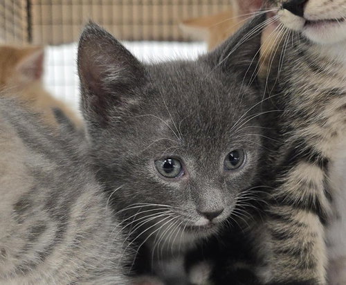 picture of the cat needing adoption