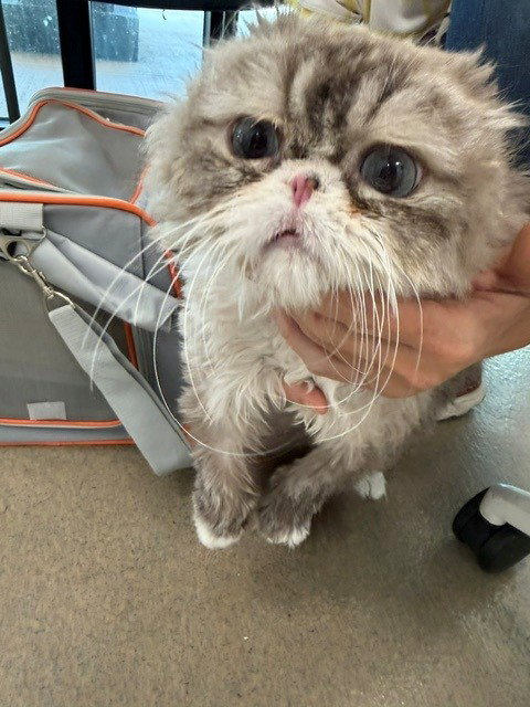 picture of the cat needing adoption