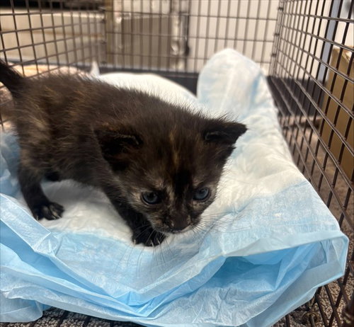 picture of the cat needing adoption