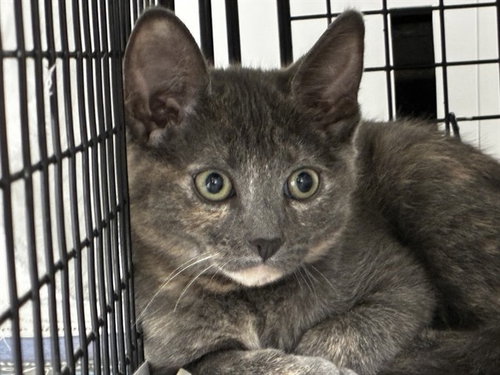 FLOWER, Baby Domestic Short Hair (medium coat), cat for adoption in Miami Beach, Florida