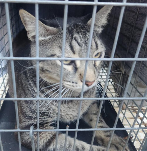 A2475069, Adult Domestic Short Hair (medium coat), cat for adoption in Miami Beach, Florida