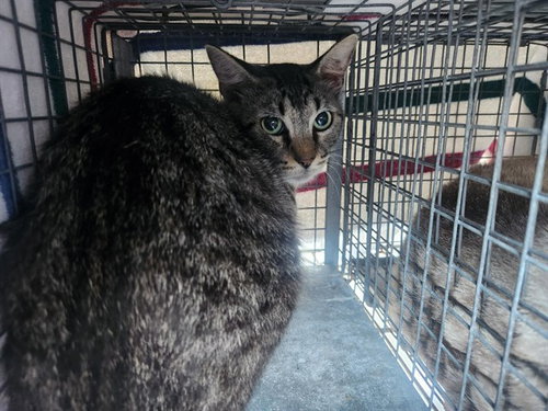 A2475073, Adult Domestic Short Hair (medium coat), cat for adoption in Miami Beach, Florida