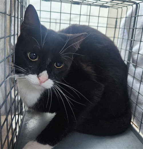WREN, Adult Domestic Short Hair (medium coat), cat for adoption in Miami Beach, Florida