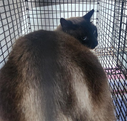 A2475077, Senior Siamese (medium coat), cat for adoption in Miami Beach, Florida