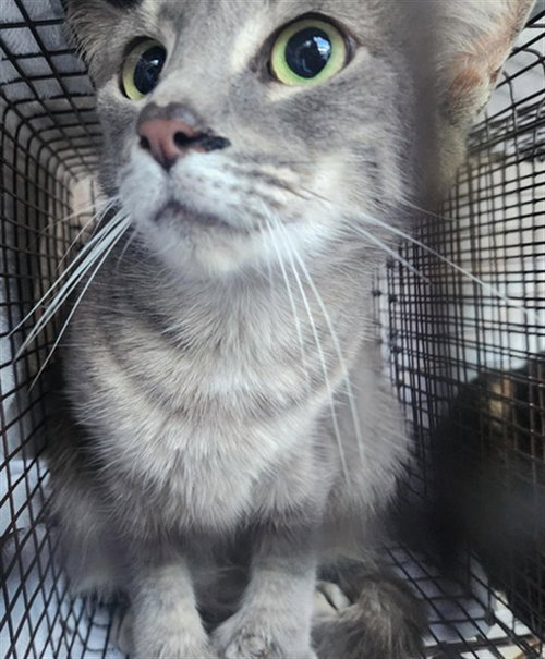 A2475079, Adult Domestic Short Hair (medium coat), cat for adoption in Miami Beach, Florida