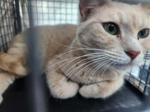 SOL, Adult Domestic Short Hair (medium coat), cat for adoption in Miami Beach, Florida