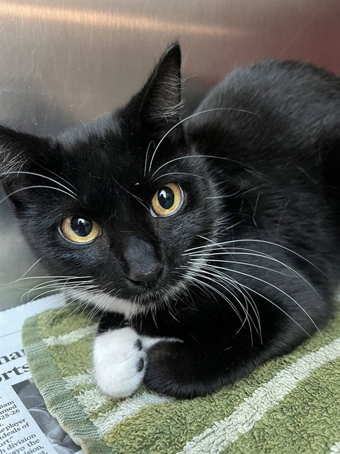 CALLIE, Young Domestic Short Hair (medium coat), cat for adoption in Miami Beach, Florida