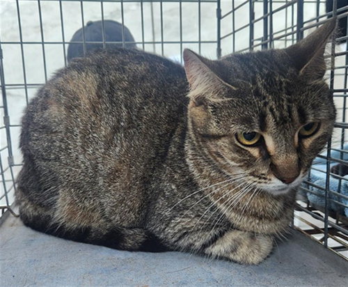 A2475086, Adult Domestic Short Hair (medium coat), cat for adoption in Miami Beach, Florida