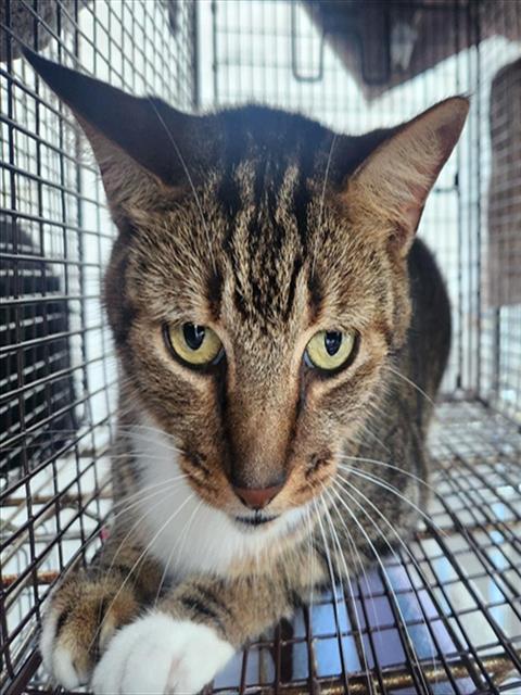 A2475088, Adult Domestic Short Hair (medium coat), cat for adoption in Miami Beach, Florida