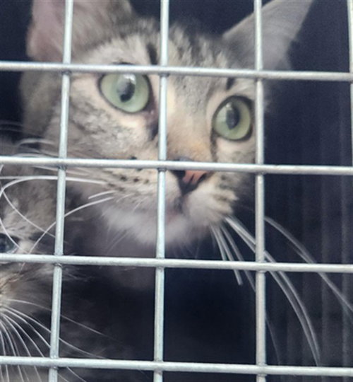 MOTHER, Adult Domestic Short Hair (medium coat), cat for adoption in Miami Beach, Florida