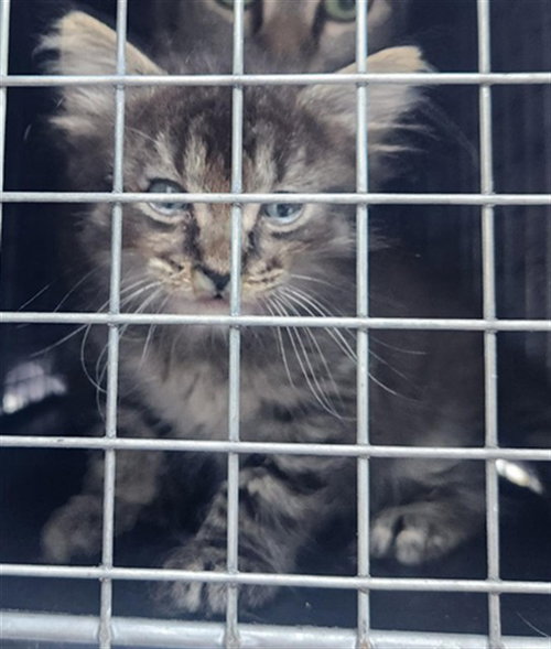 BABY, Baby Domestic Short Hair (medium coat), cat for adoption in Miami Beach, Florida