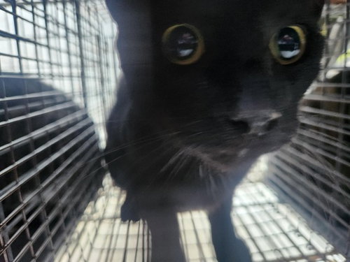 A2475092, Adult Domestic Short Hair (medium coat), cat for adoption in Miami Beach, Florida