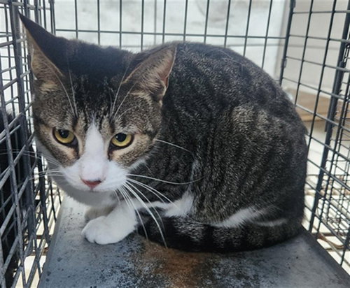 PIXEL, Adult Domestic Short Hair (medium coat), cat for adoption in Miami Beach, Florida