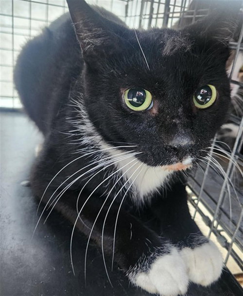 QUILL, Adult Domestic Short Hair (medium coat), cat for adoption in Miami Beach, Florida