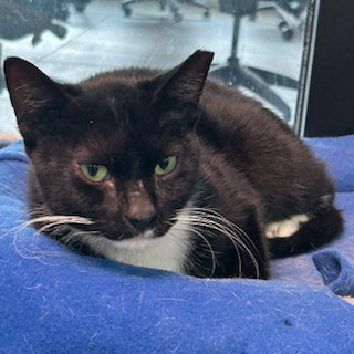 QUILL - Domestic Short Hair for adoption in Fort Lauderdale