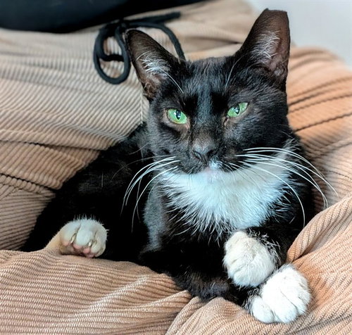 QUILL, Adult Domestic Short Hair (medium coat), cat for adoption in Aventura, Florida