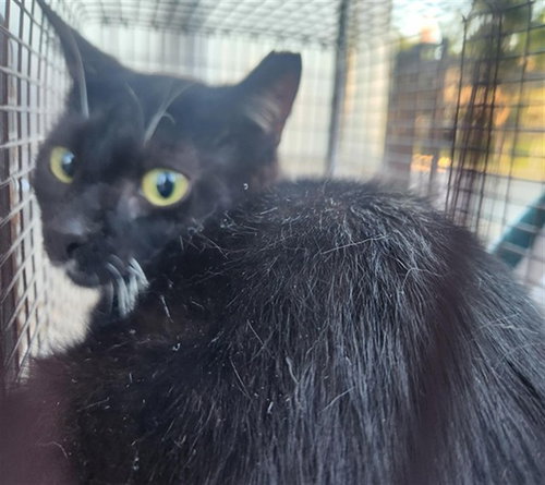 SLINKY, Adult Domestic Short Hair (medium coat), cat for adoption in Miami Beach, Florida