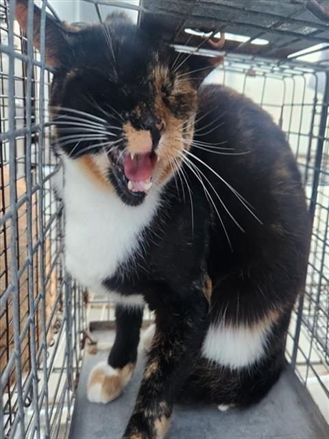 CALYPSO, Adult Domestic Short Hair (medium coat), cat for adoption in Miami Beach, Florida