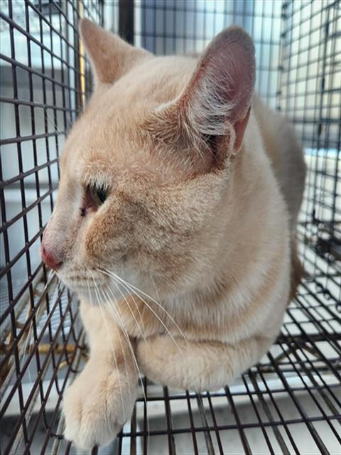 POLO, Adult Domestic Short Hair (medium coat), cat for adoption in Miami Beach, Florida