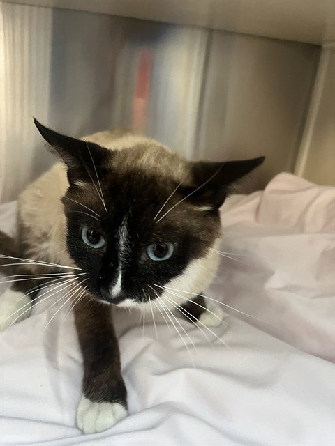 EARL GREY, Adult Siamese (medium coat), cat for adoption in Miami Beach, Florida