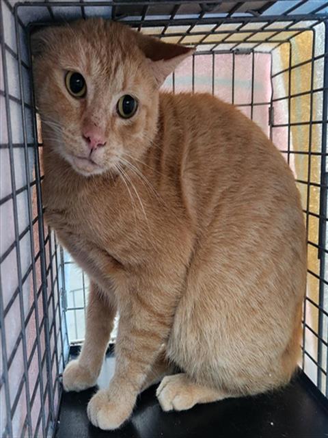 GINSENG, Adult Domestic Short Hair (medium coat), cat for adoption in Miami Beach, Florida