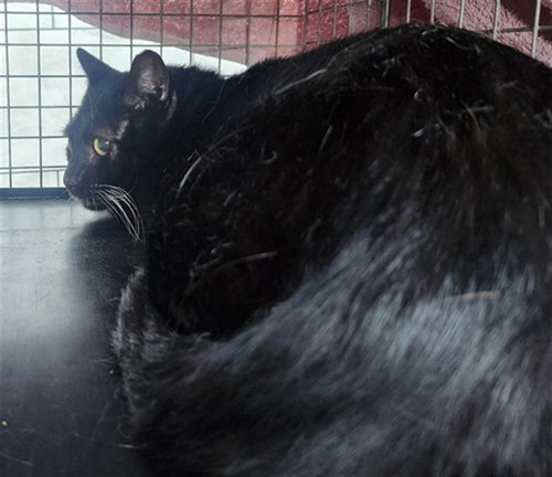 MISO, Adult Domestic Short Hair (medium coat), cat for adoption in Miami Beach, Florida