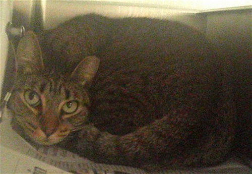 FABLE, Adult Domestic Short Hair (medium coat), cat for adoption in Miami Beach, Florida
