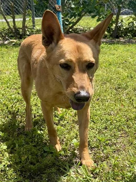 BELLA, an adoptable German Shepherd Dog in Fort Lauderdale, FL