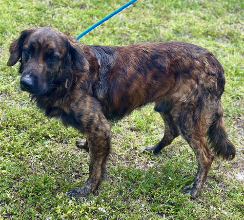 APOLLO, an adoptable German Shepherd Dog in Fort Lauderdale, FL