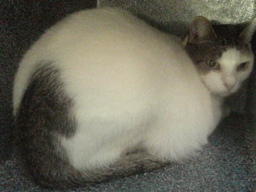 RAIN, Senior Domestic Short Hair (medium coat), cat for adoption in Miami Beach, Florida