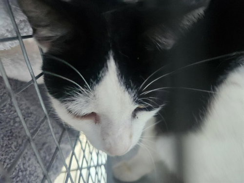 RIVA, Senior Domestic Short Hair (medium coat), cat for adoption in Miami Beach, Florida