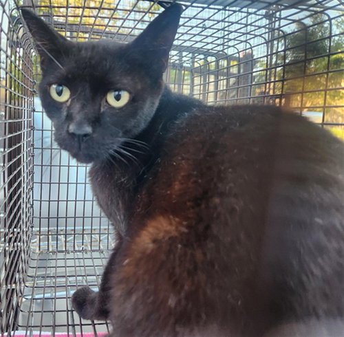 ADDIE, Adult Domestic Short Hair (medium coat), cat for adoption in Miami Beach, Florida