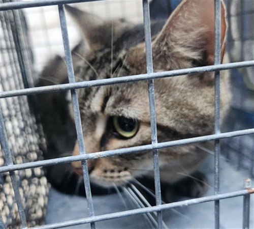 ADDIE, Adult Domestic Short Hair (medium coat), cat for adoption in Coconut Creek, Florida