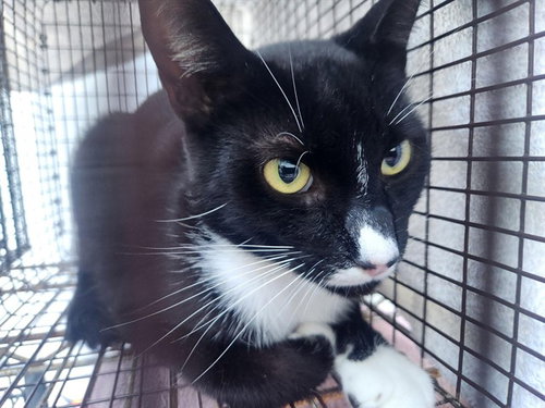 BABY, Adult Domestic Short Hair (medium coat), cat for adoption in Miami Beach, Florida