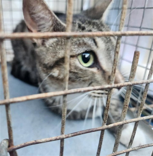 SUKI, Adult Domestic Short Hair (medium coat), cat for adoption in Miami Beach, Florida