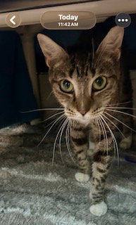 SUKI, an adoptable Domestic Short Hair in Fort Lauderdale, FL
