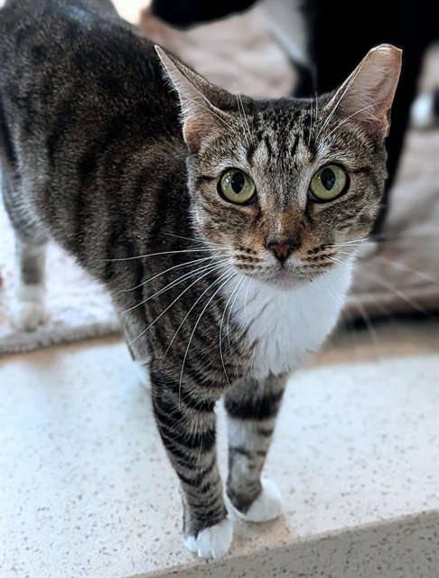 SUKI, Adult Domestic Short Hair (medium coat), cat for adoption in Aventura, Florida