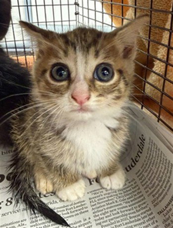 LALA, Baby Domestic Short Hair (medium coat), cat for adoption in Miami Beach, Florida
