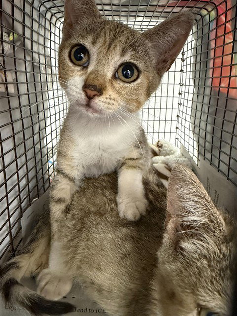 RYLEE, Baby Domestic Short Hair (medium coat), cat for adoption in Miami Beach, Florida