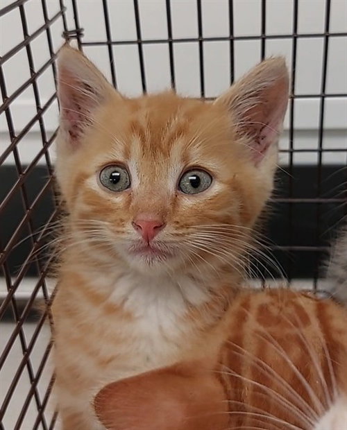 A2475179, Baby Domestic Short Hair (medium coat), cat for adoption in Miami Beach, Florida
