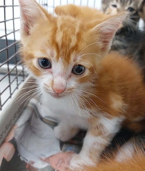 A2475180, Baby Domestic Short Hair (medium coat), cat for adoption in Miami Beach, Florida