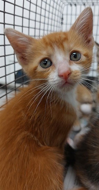 A2475181, Baby Domestic Short Hair (medium coat), cat for adoption in Miami Beach, Florida