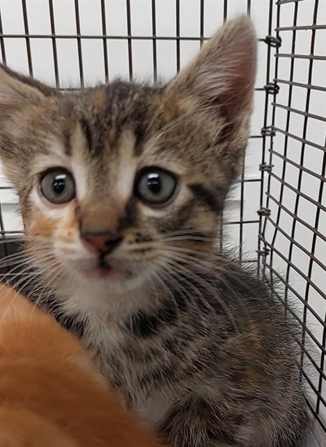 A2475182, Baby Domestic Short Hair (medium coat), cat for adoption in Miami Beach, Florida