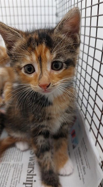 A2475184, Baby Domestic Short Hair (medium coat), cat for adoption in Miami Beach, Florida